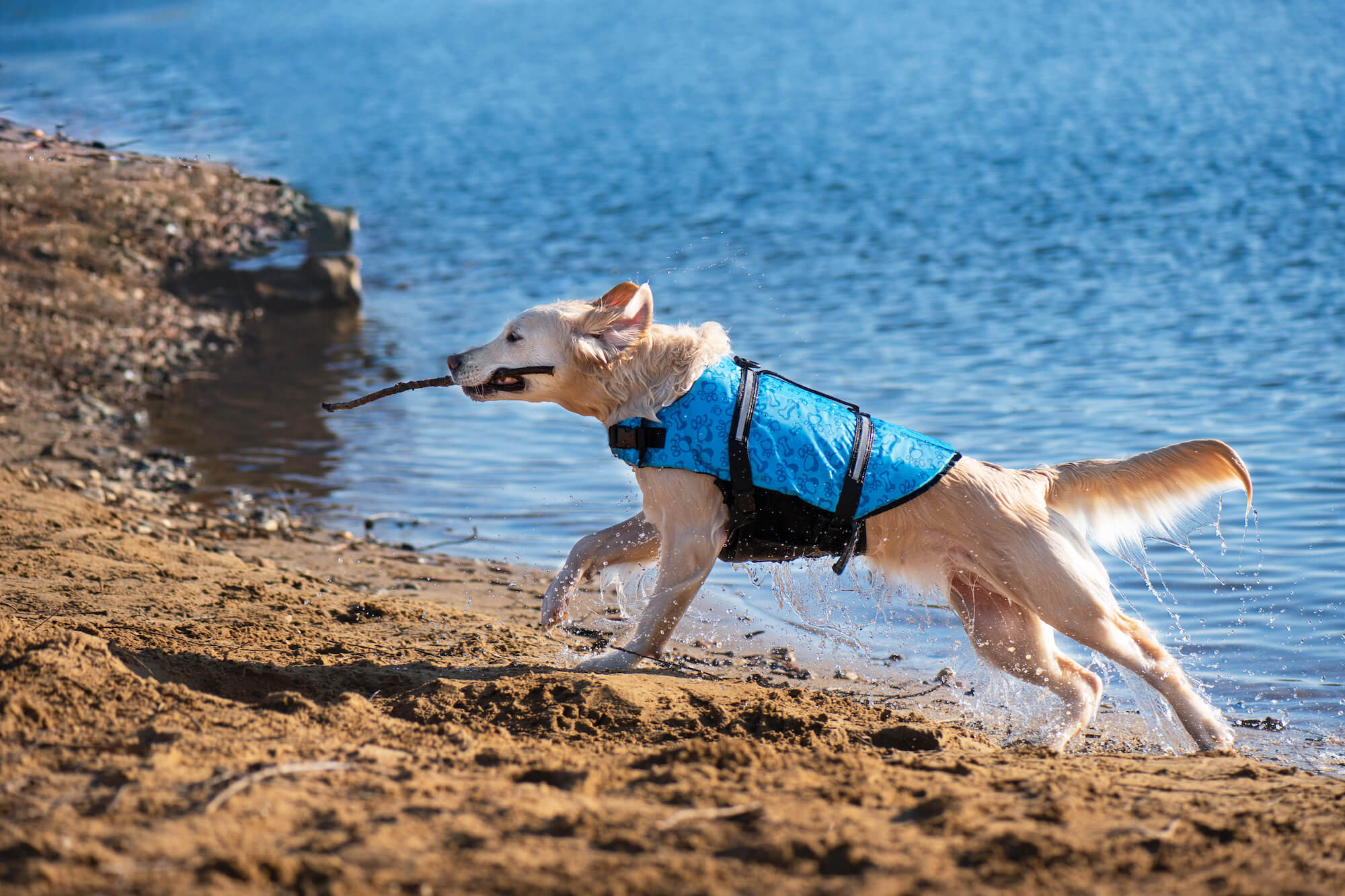 Levně Orsa plovací vesta pro psa Barva: Modrá, Délka zad (cm): 45, Obvod hrudníku: 63 – 98 cm