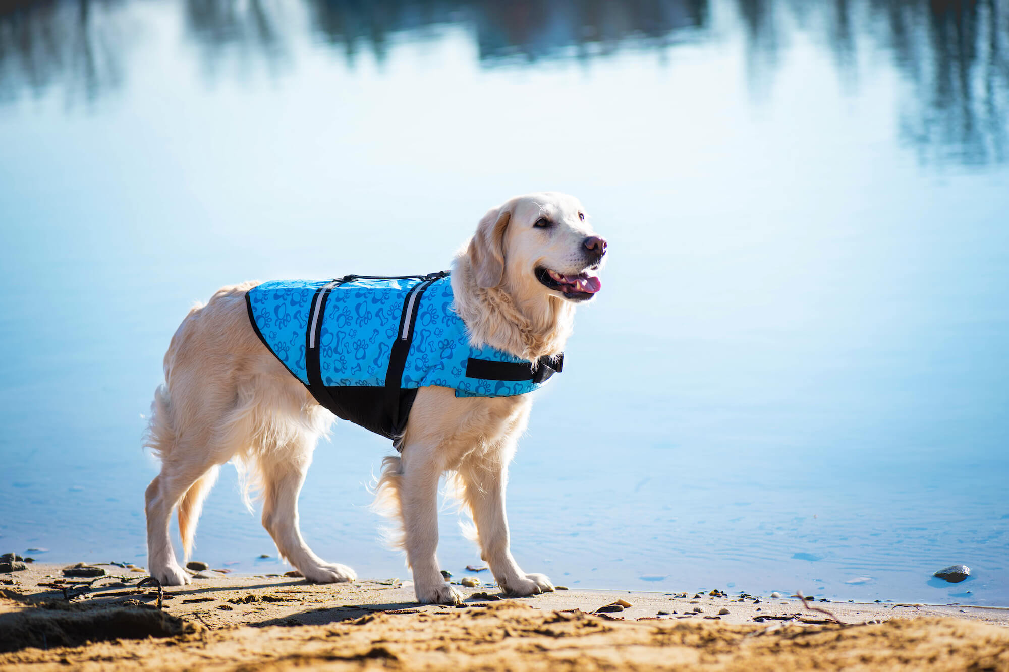 Vsepropejska Orsa modrá plovací vesta pro psa Délka zad psa: 27 cm, Obvod hrudníku: 41 - 62 cm