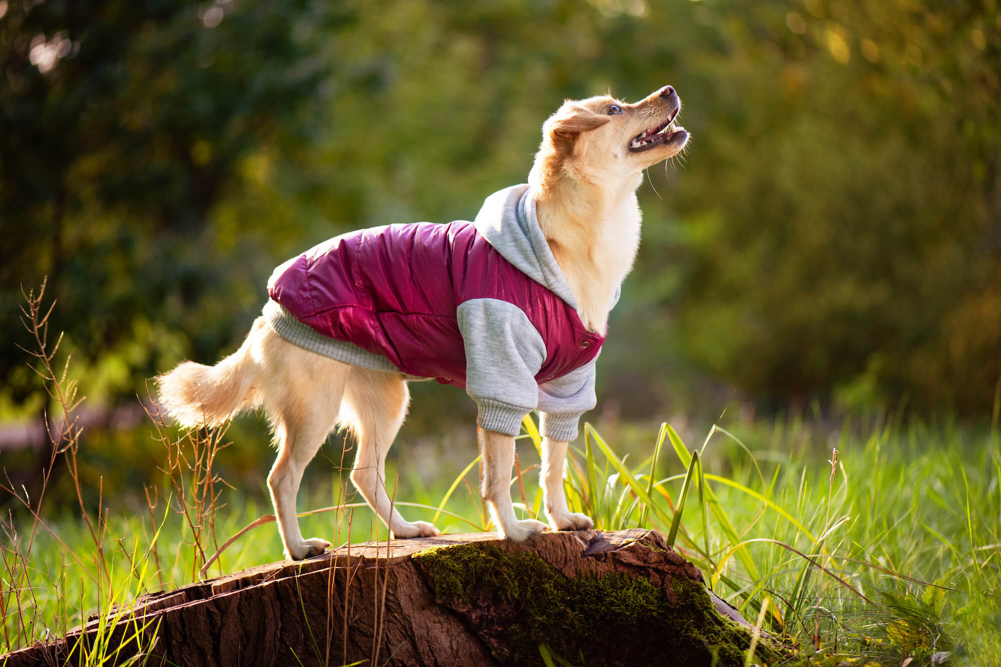 Levně Tabs bunda pro psa Barva: Růžová, Délka zad (cm): 39, Obvod hrudníku: 45 - 48 cm