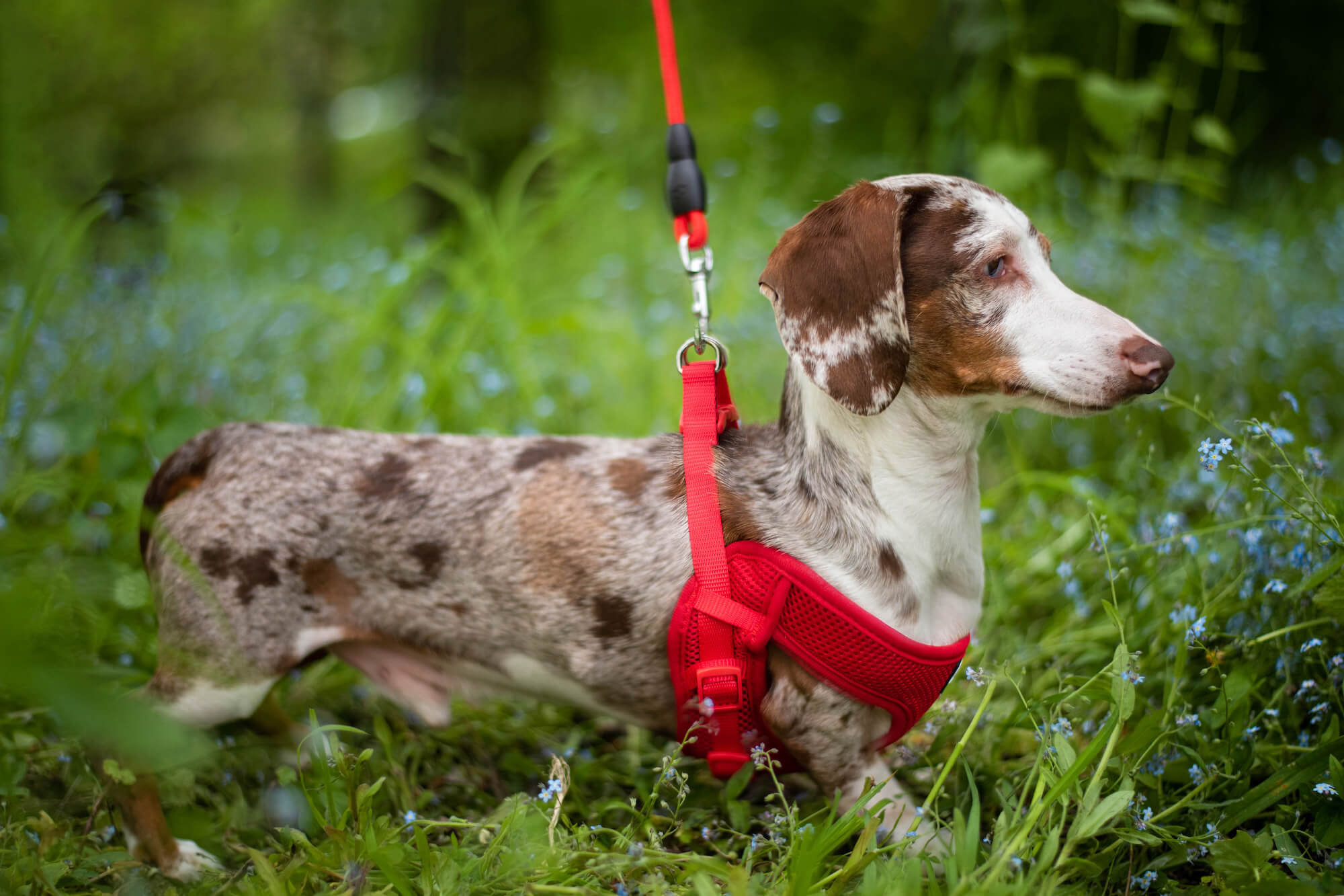 Levně Woody postroj pro psa s vodítkem | 24 – 42 cm Barva: Červená, Obvod hrudníku: 24 - 33 cm