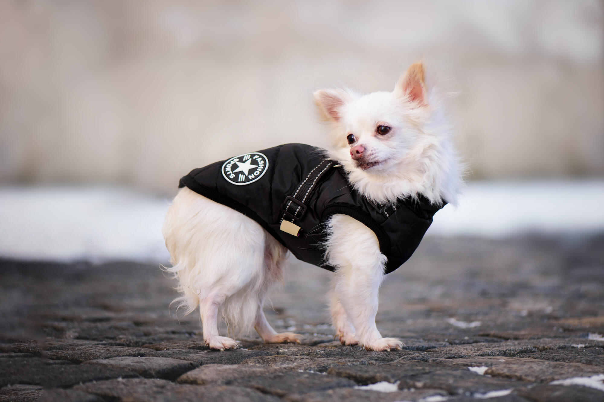 Vsepropejska Achar zimní bunda pro psa s postrojem Barva: Černá, Délka zad (cm): 34, Obvod hrudníku: 45 - 49 cm