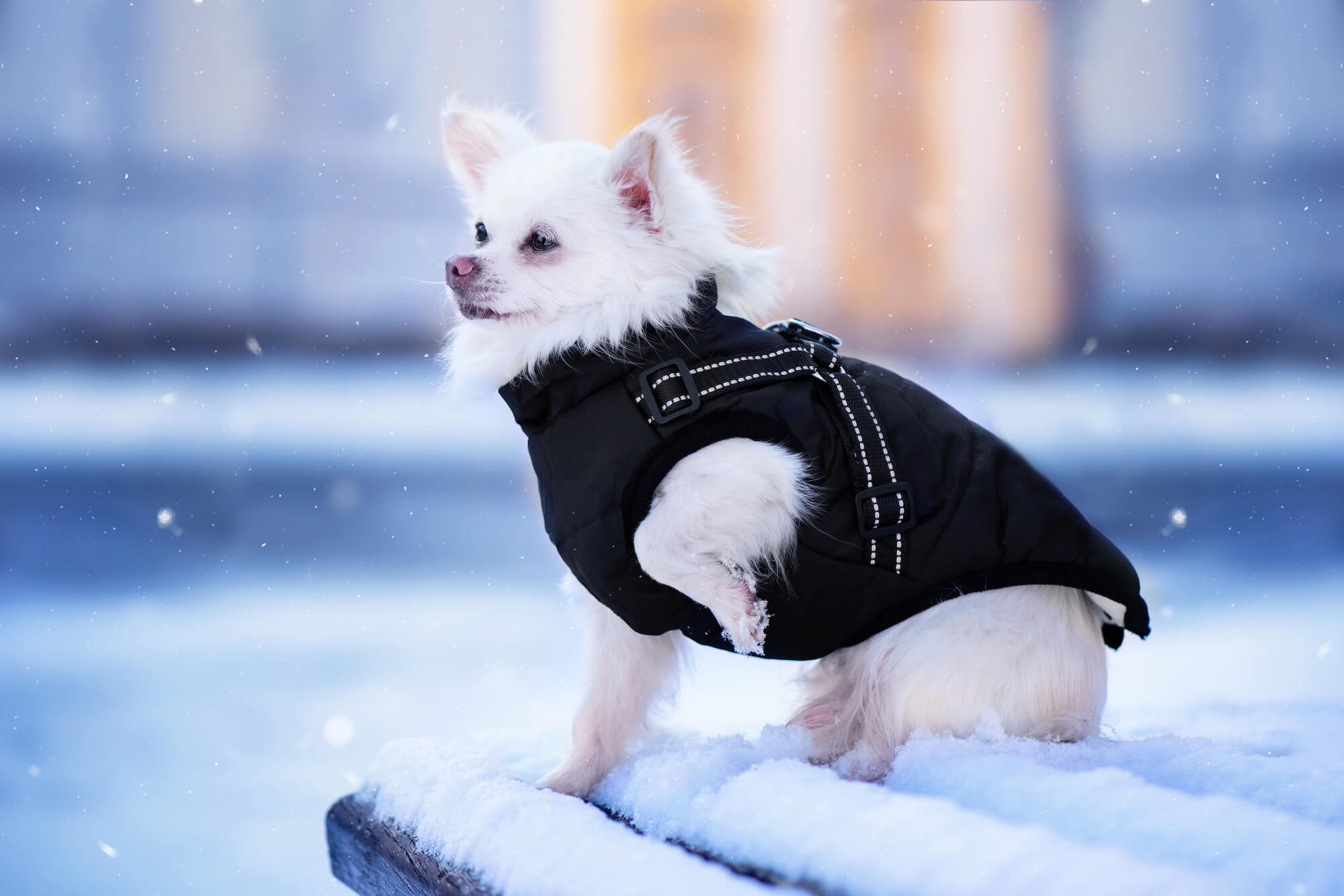 Levně Achar zimní bunda pro psa s postrojem Barva: Černá, Délka zad (cm): 30, Obvod hrudníku: 41 - 45 cm