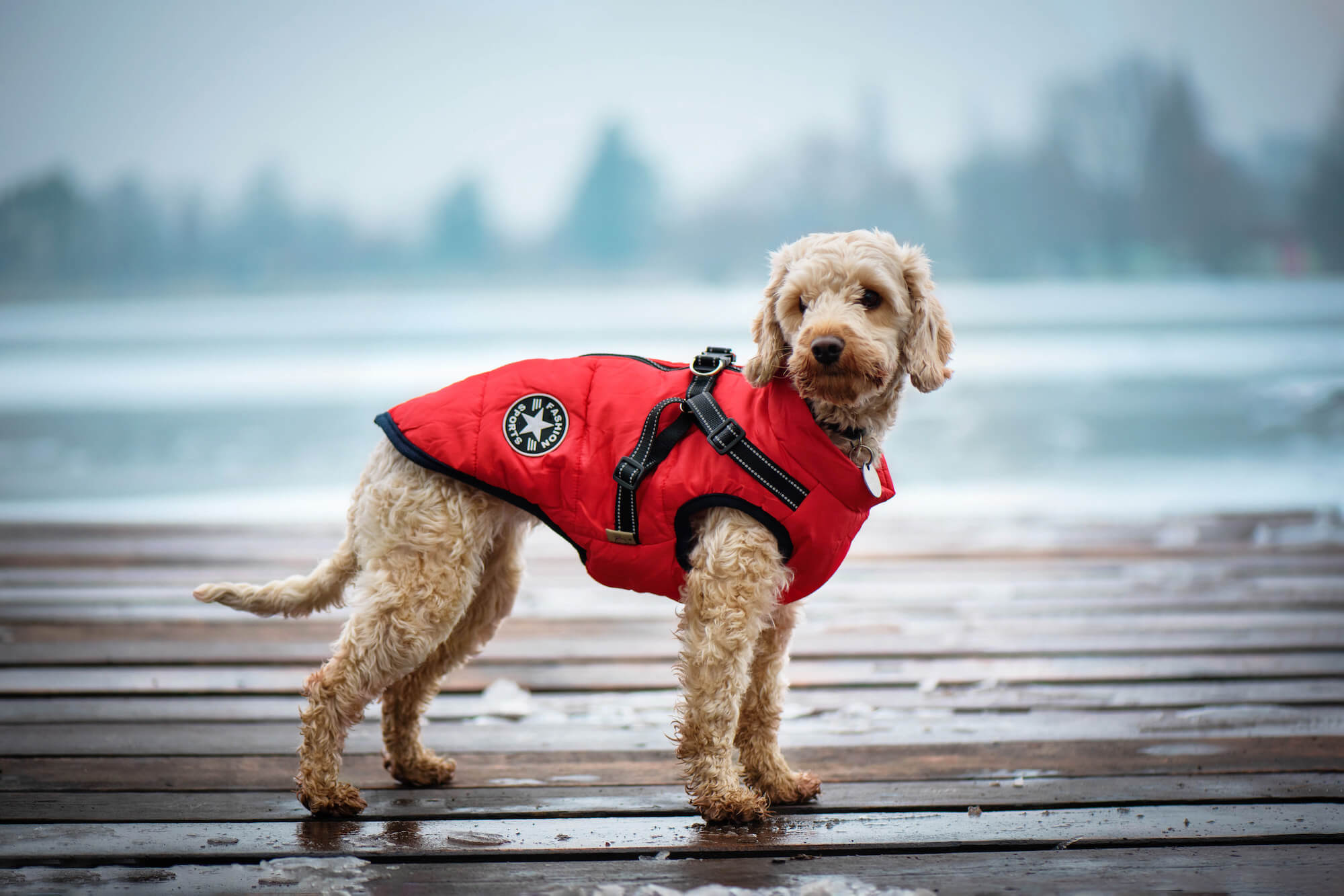 Levně Achar zimní bunda pro psa s postrojem Barva: Červená, Délka zad (cm): 26, Obvod hrudníku: 38 - 42 cm