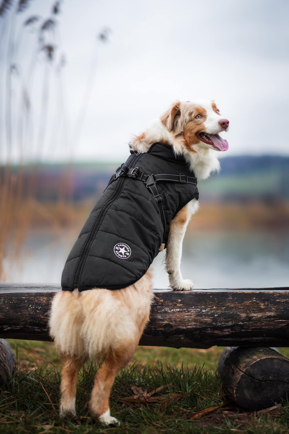 Levně Achar zimní bunda pro psa s postrojem Barva: Černá, Délka zad (cm): 49, Obvod hrudníku: 64 - 68 cm