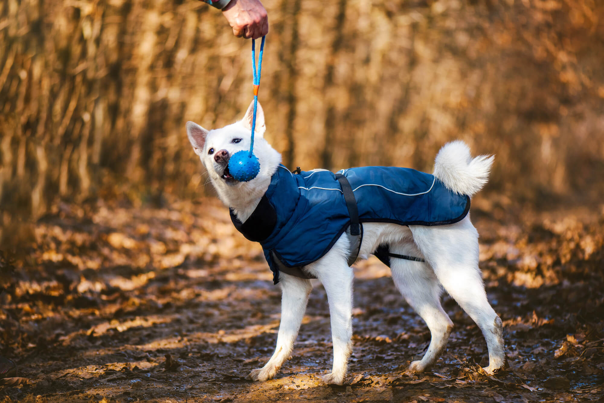 Levně Maka zimní bunda pro psa Barva: Modrá, Délka zad (cm): 50, Obvod hrudníku: 70 - 76 cm