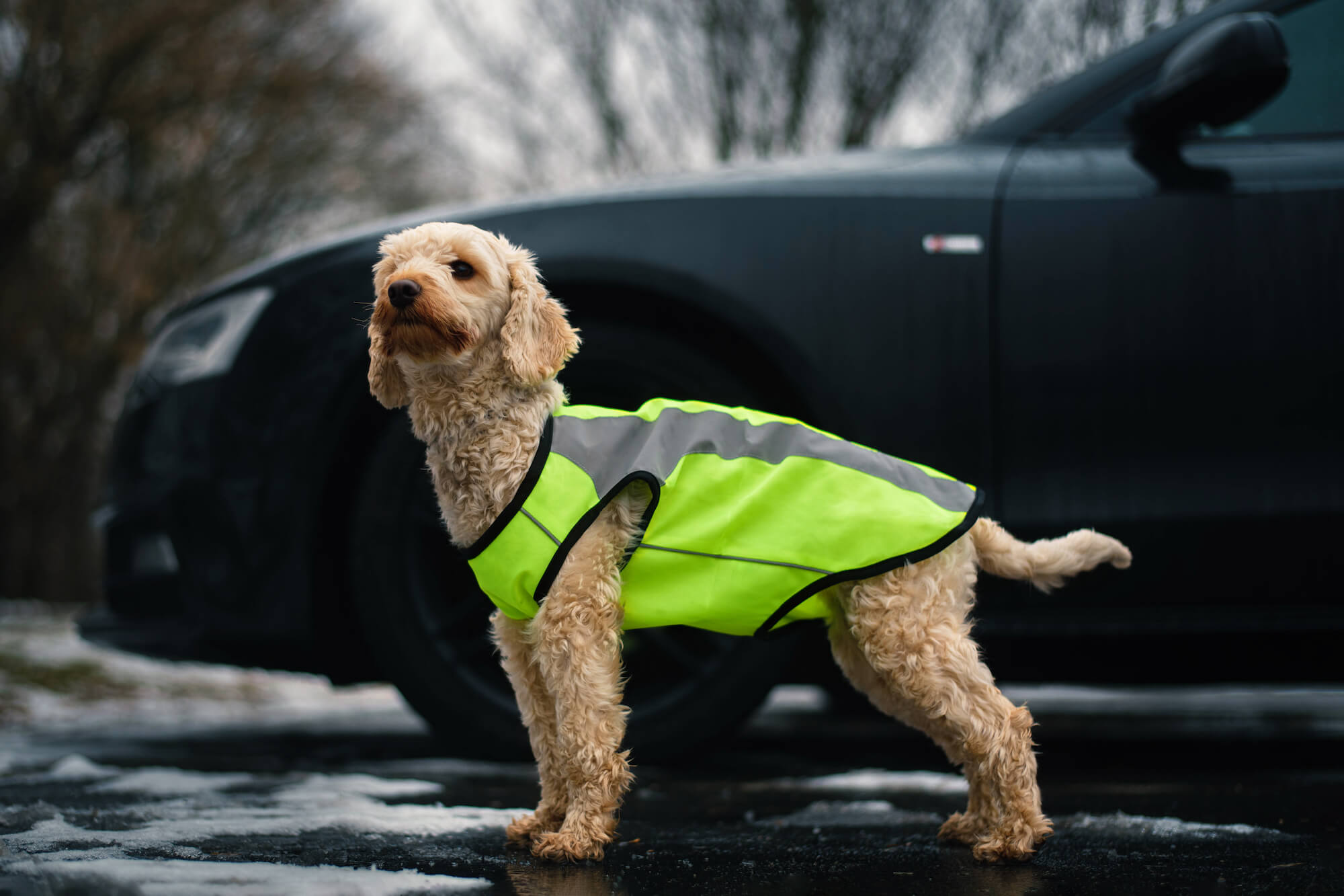 Levně Tocho reflexní vesta pro psa Barva: Žlutá, Délka zad (cm): 24, Obvod hrudníku: 30 - 34 cm