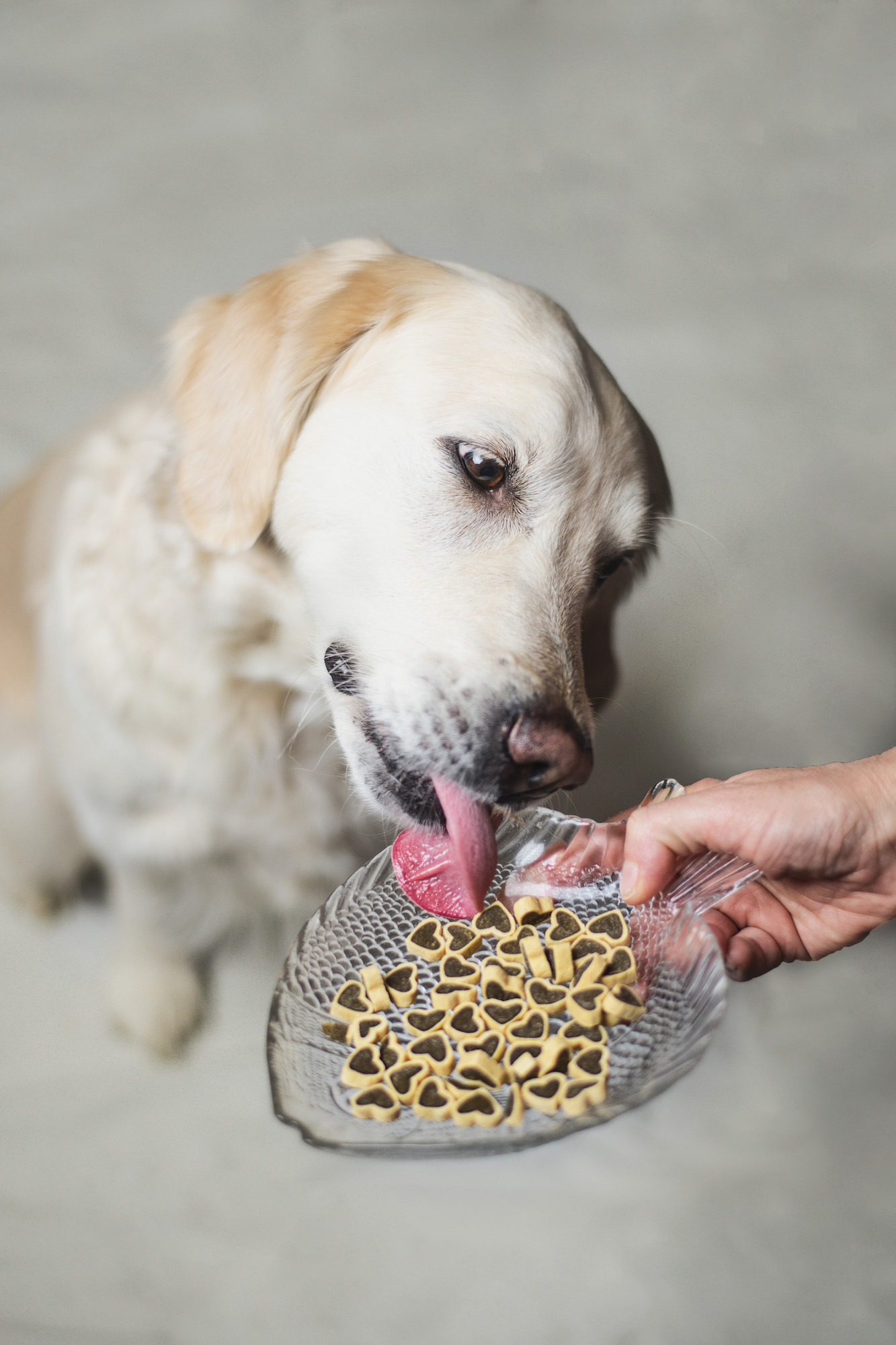 Perrito kachní srdíčka s rybou, 50g