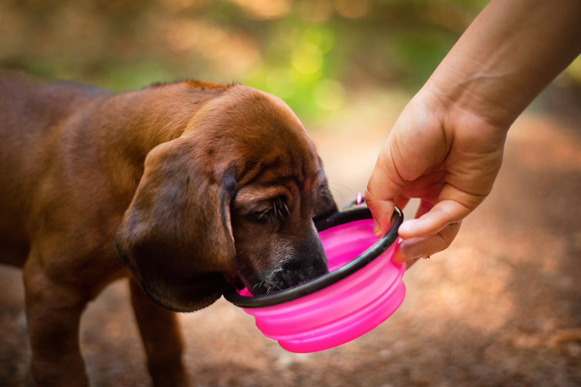 Levně Folo cestovní miska se skobou pro psa Barva: Růžová