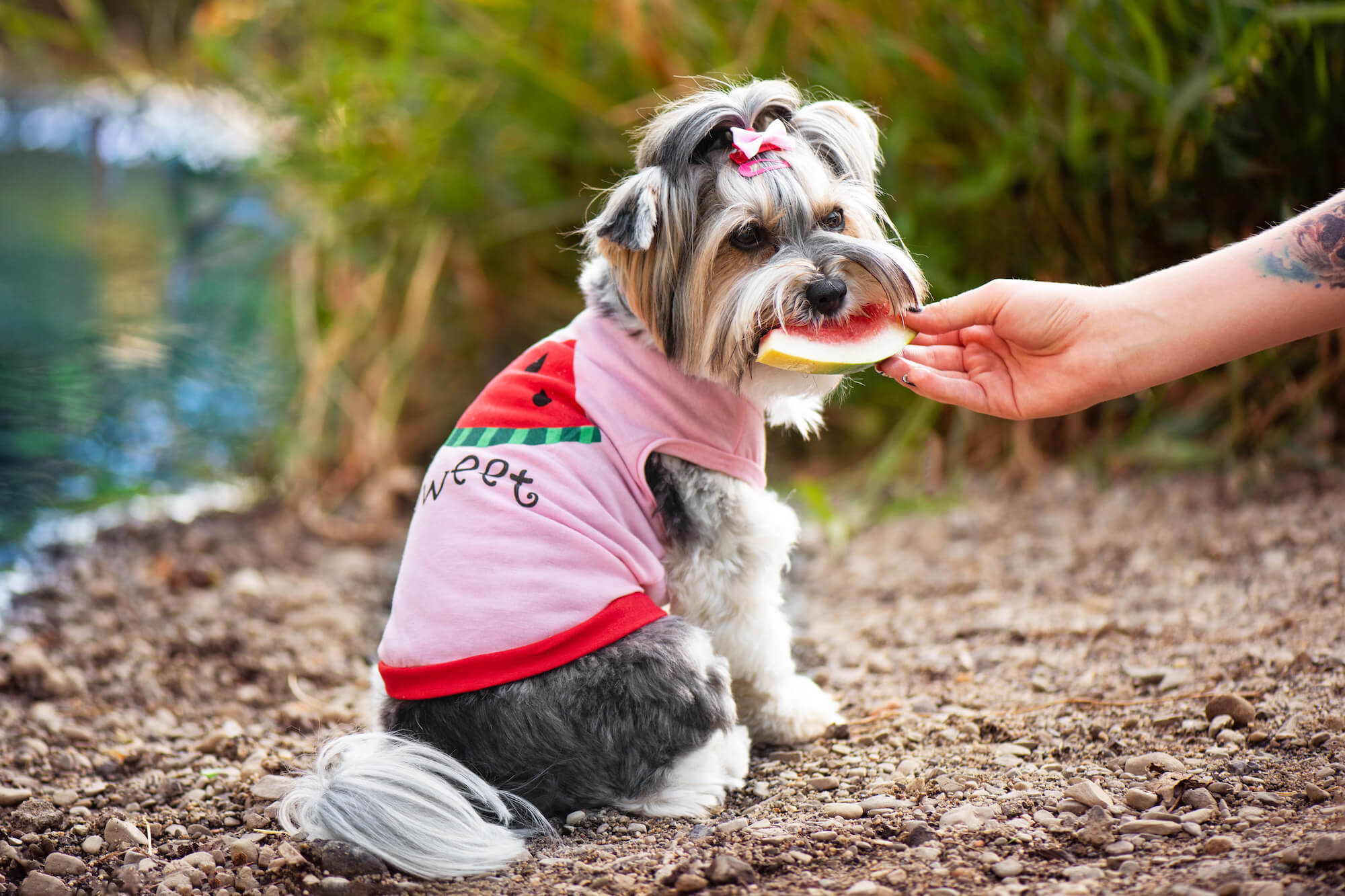 Levně Tyras letní tričko pro psa Barva: Růžová, Délka zad (cm): 33, Obvod hrudníku: 42 - 50 cm