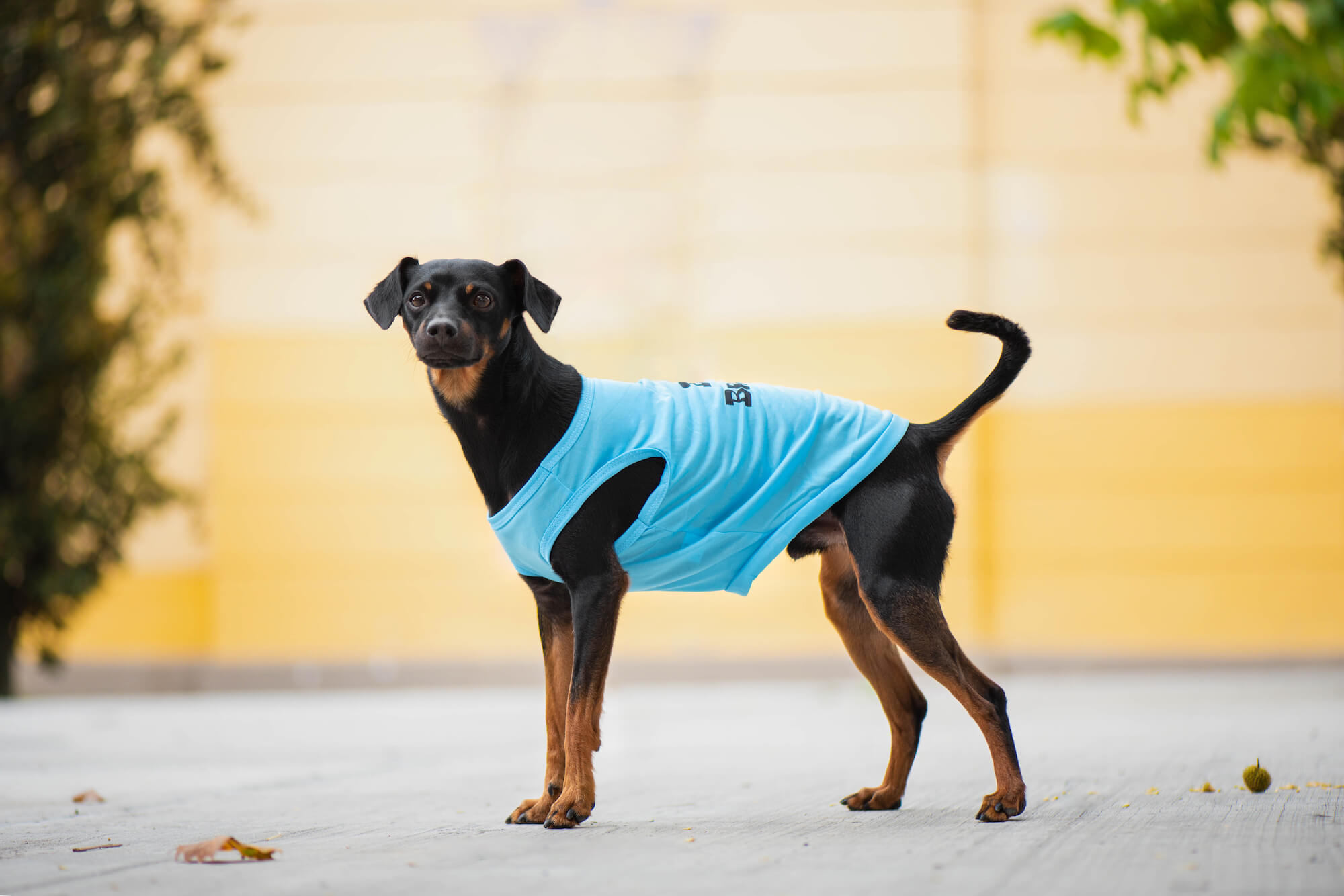 Levně Buda letní tričko pro psa Barva: Modrá, Délka zad (cm): 35, Obvod hrudníku: 42 - 50 cm