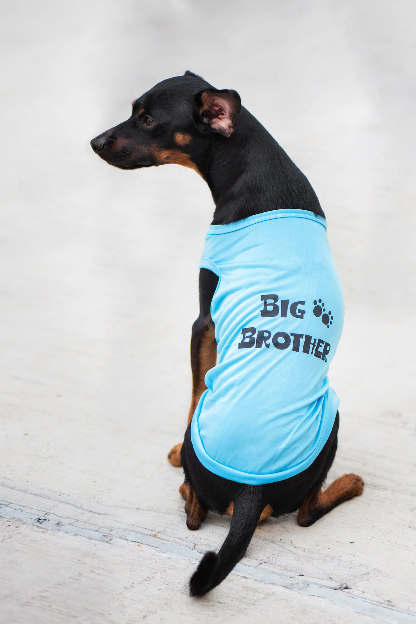 Vsepropejska Buda letní tričko pro psa Barva: Modrá, Délka zad (cm): 35, Obvod hrudníku: 42 - 50 cm