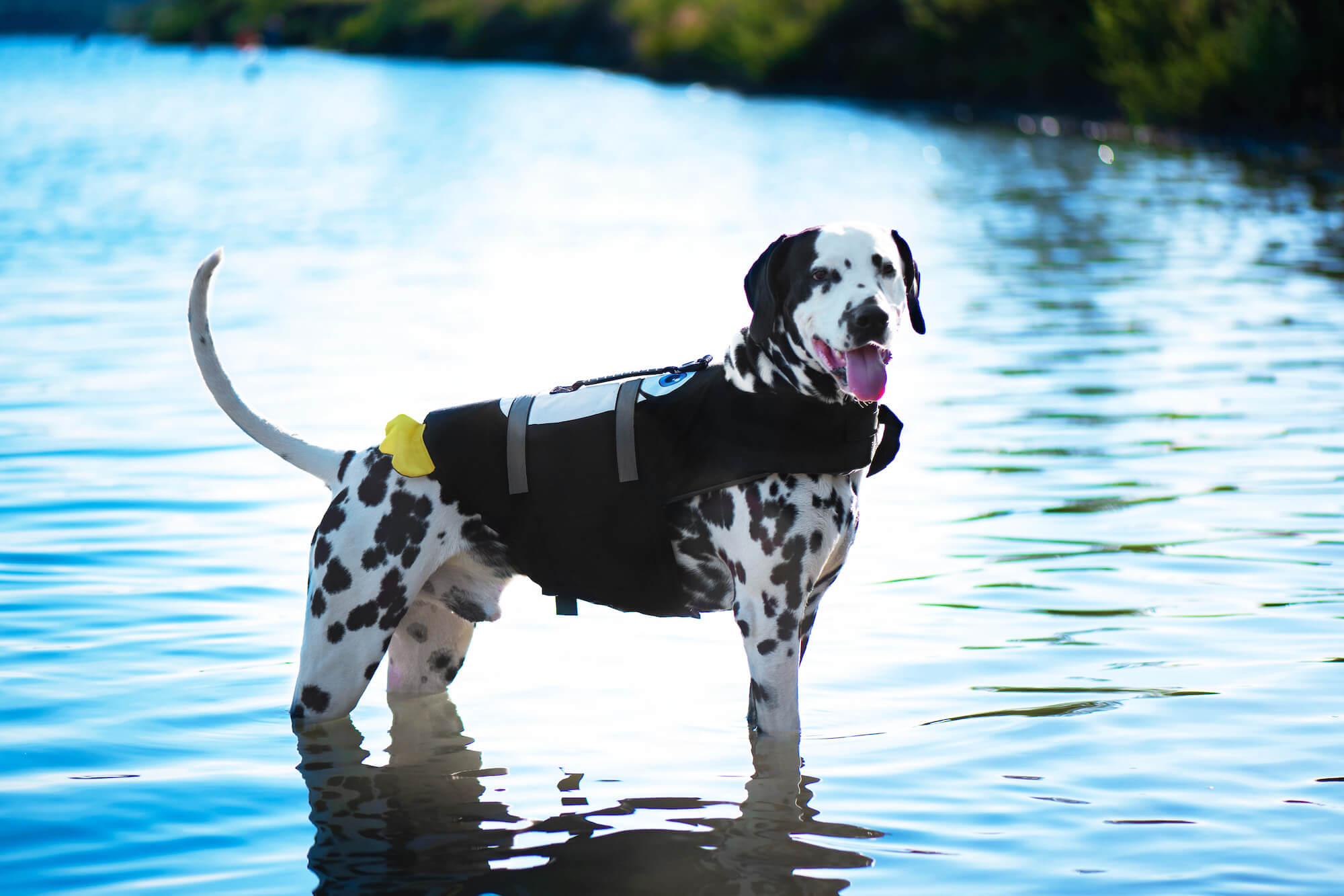 Levně Flava plovací vesta pro psa Barva: Černá, Délka zad (cm): 30, Obvod hrudníku: 44 - 51 cm