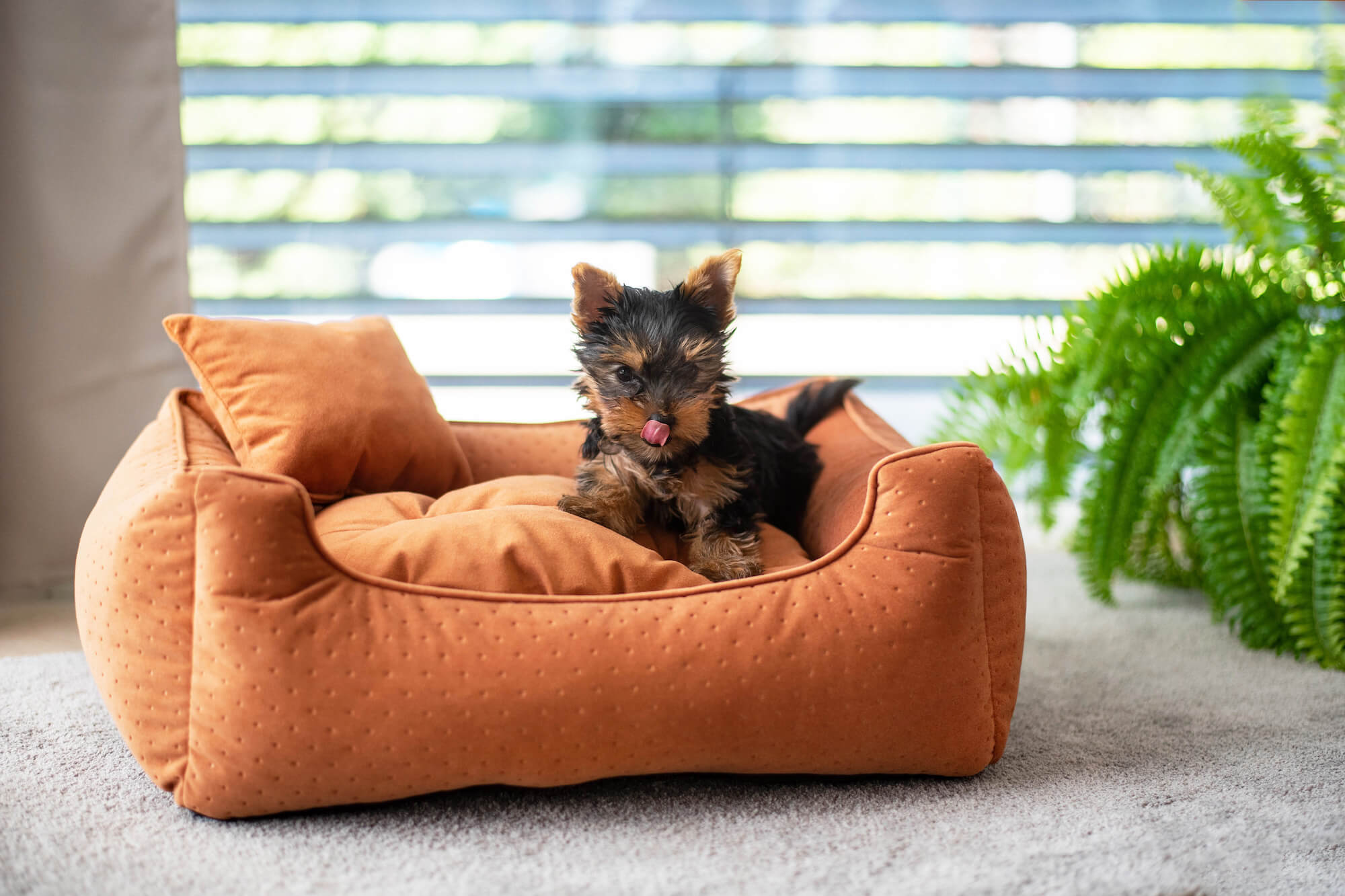 Vsepropejska Snug světle rezavý pelech pro psa Barva: Oranžová, Rozměr (cm): 55 x 45