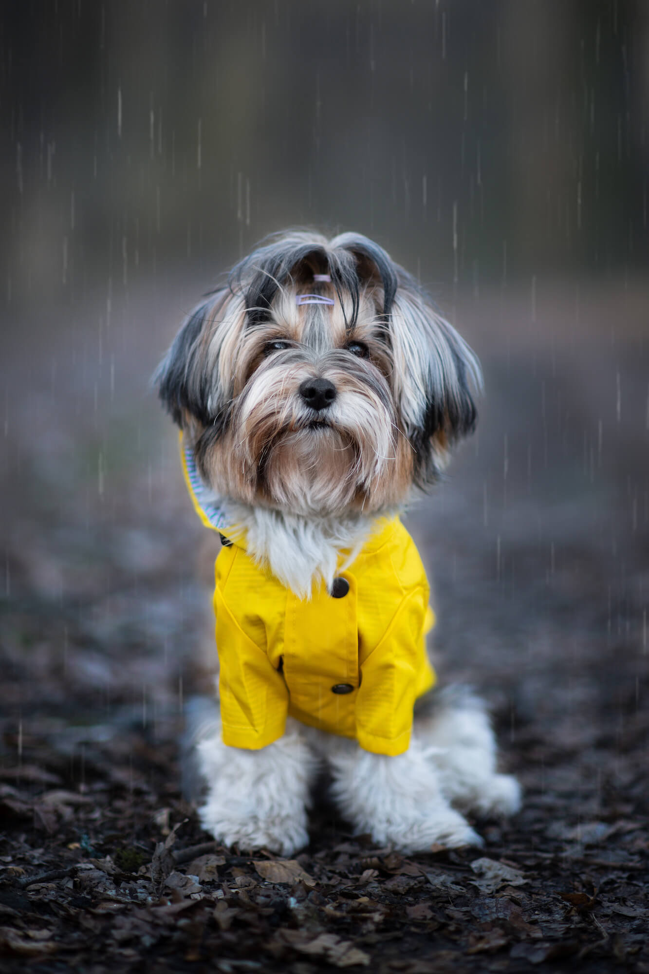 Levně Riska pláštěnka pro psa Barva: Žlutá, Délka zad (cm): 43, Obvod hrudníku: 60 - 64 cm