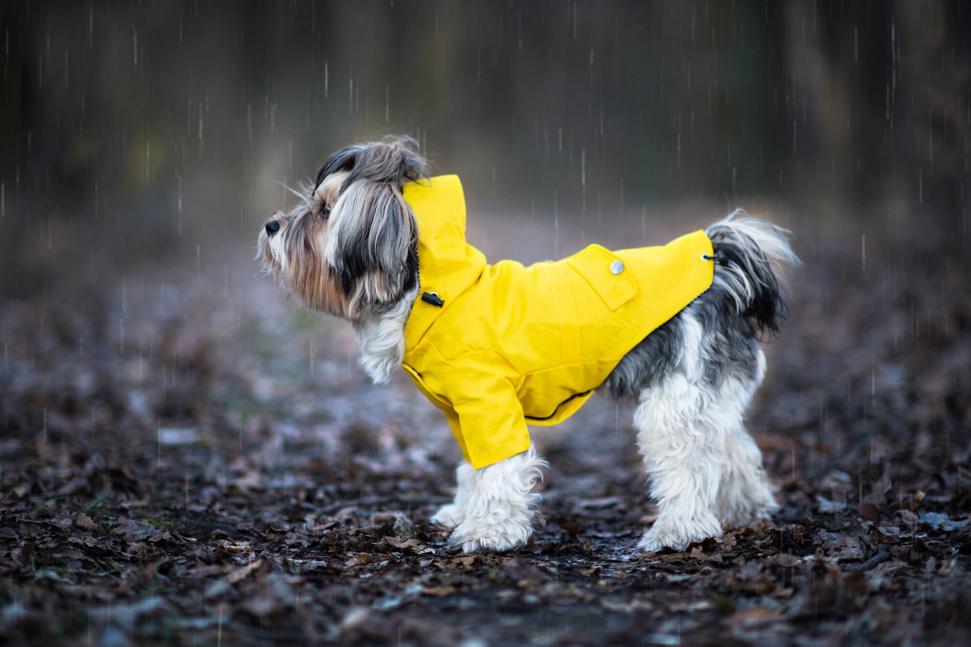Vsepropejska Riska pláštěnka pro psa Barva: Žlutá, Délka zad (cm): 41, Obvod hrudníku: 52 - 56 cm
