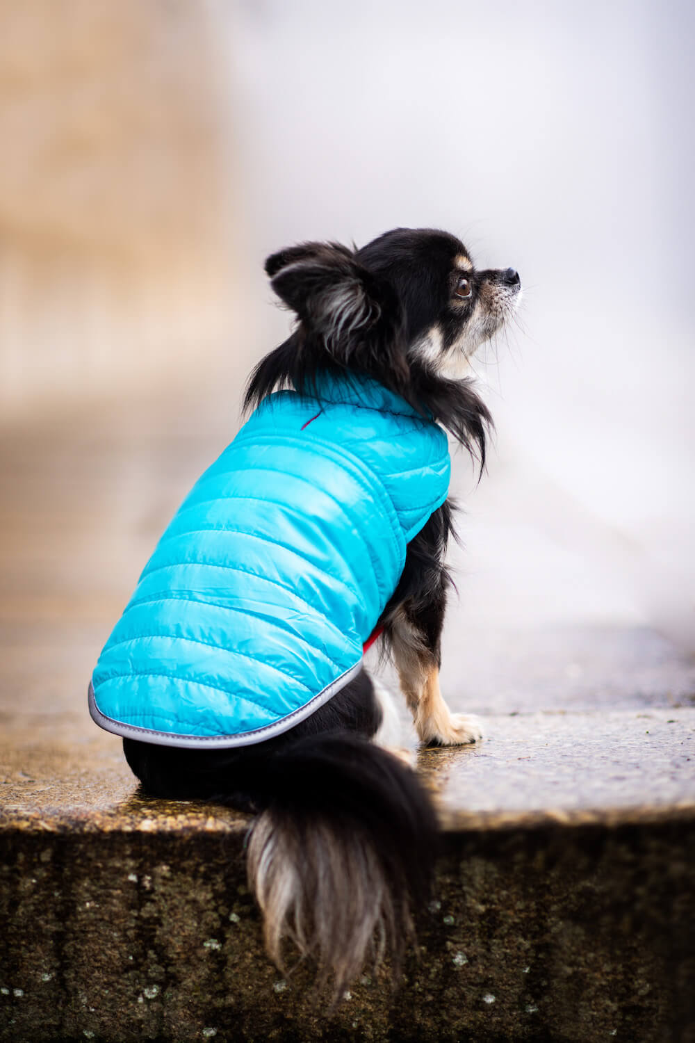 Levně Sonda oboustranná bunda pro psa Barva: Modrá, Délka zad (cm): 30, Obvod hrudníku: 35 - 52 cm