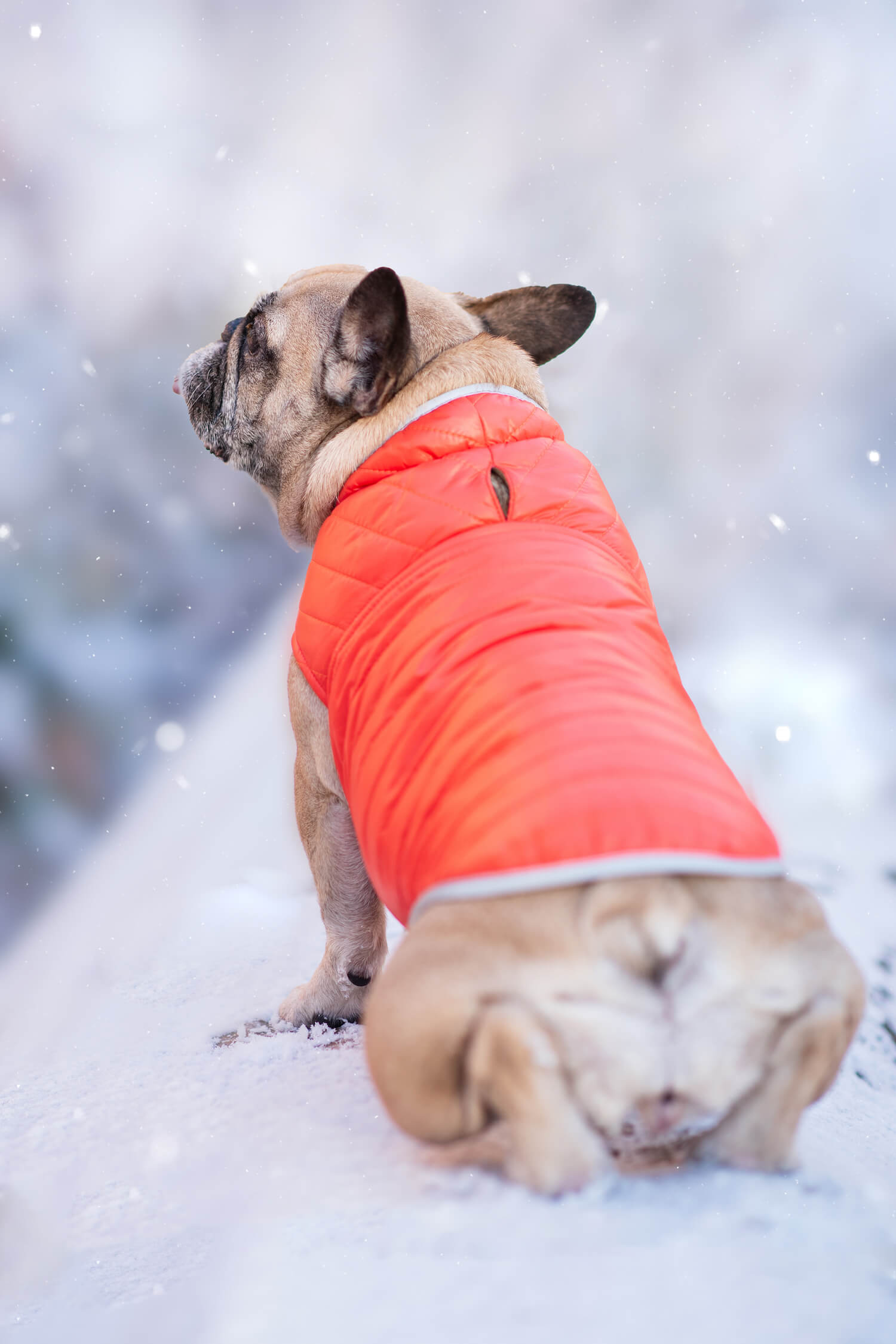 Levně Sonda oboustranná bunda pro psa Barva: Oranžová, Délka zad (cm): 23, Obvod hrudníku: 26 - 38 cm