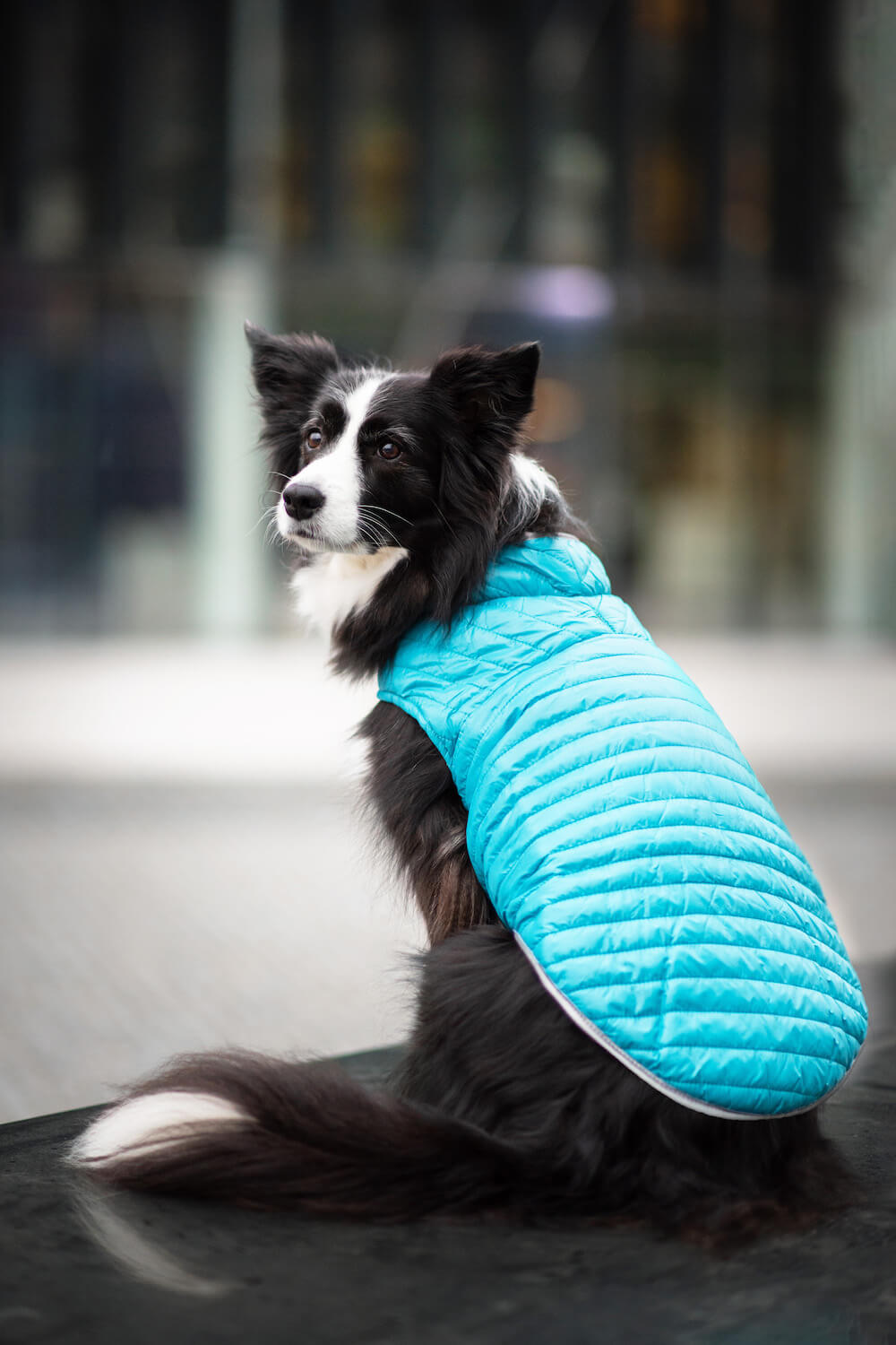 Levně Sonda oboustranná bunda pro psa Barva: Modrá, Délka zad (cm): 35, Obvod hrudníku: 42 - 60 cm