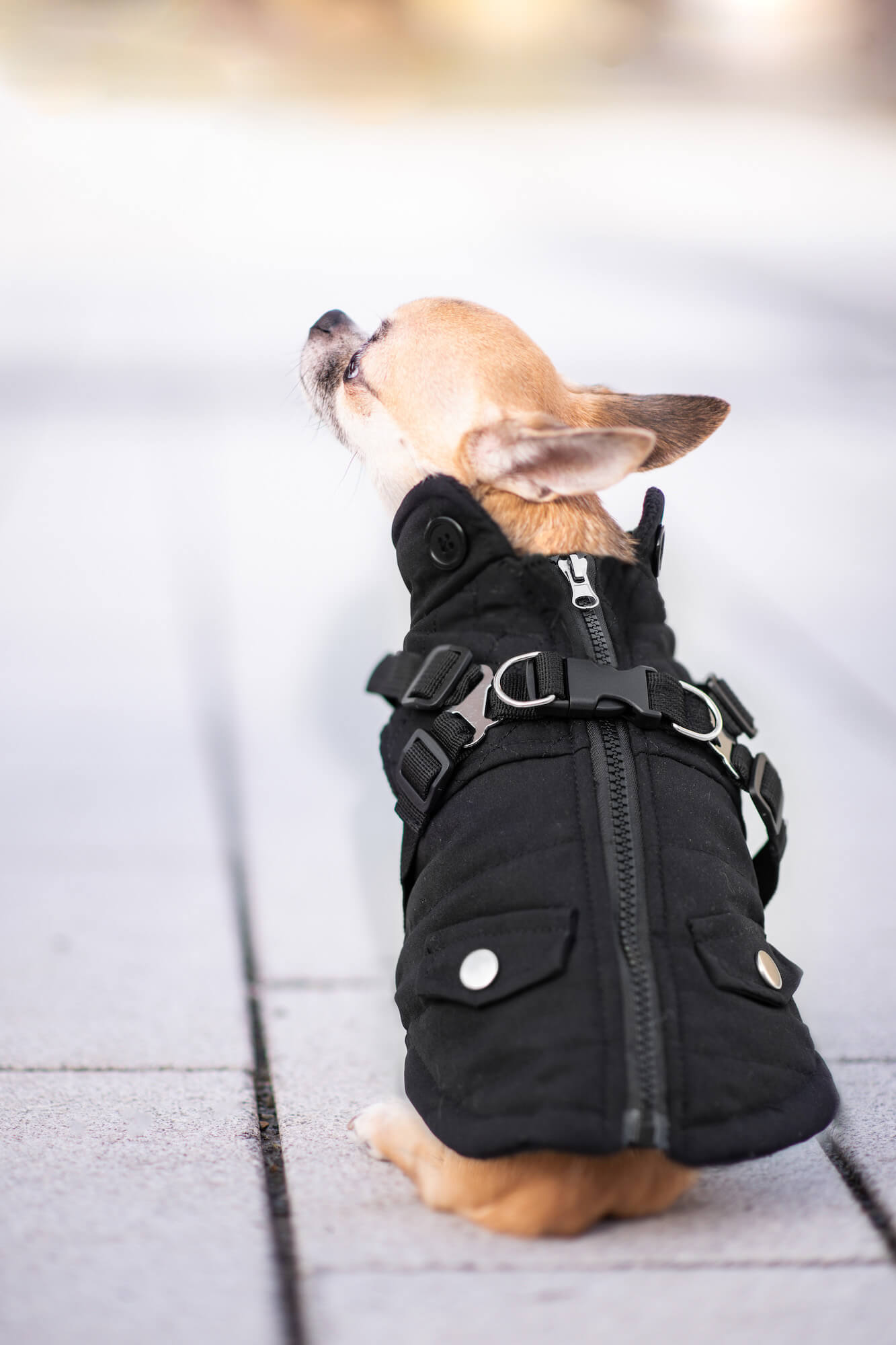 Vsepropejska Tulsi zimní bunda pro psa s postrojem Barva: Černá, Délka zad (cm): 29, Obvod hrudníku: 38 – 42 cm