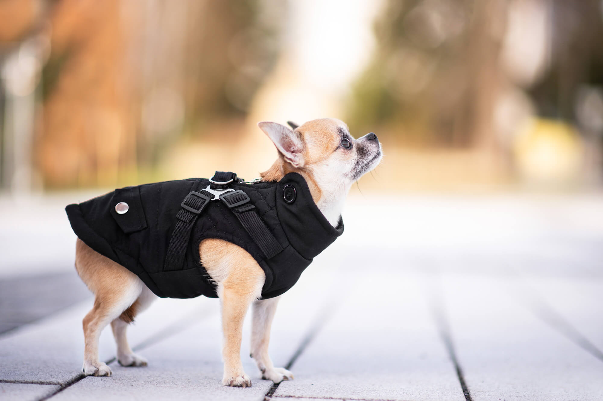 Levně Tulsi zimní bunda pro psa s postrojem Barva: Černá, Délka zad (cm): 37, Obvod hrudníku: 48 - 52 cm