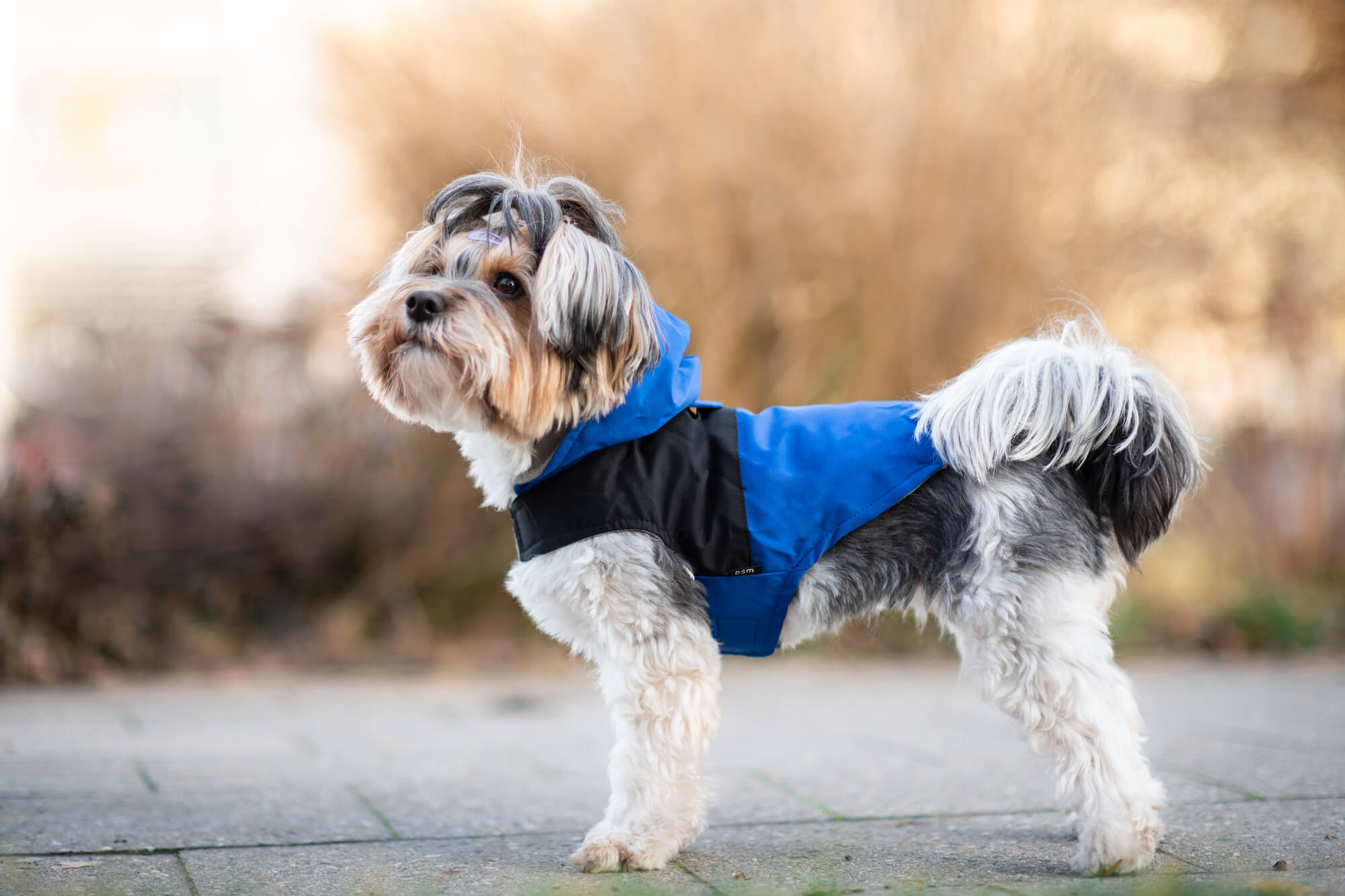 Vsepropejska Sindra zimní bunda pro psa Barva: Modrá, Délka zad (cm): 35, Obvod hrudníku: 48 - 52 cm