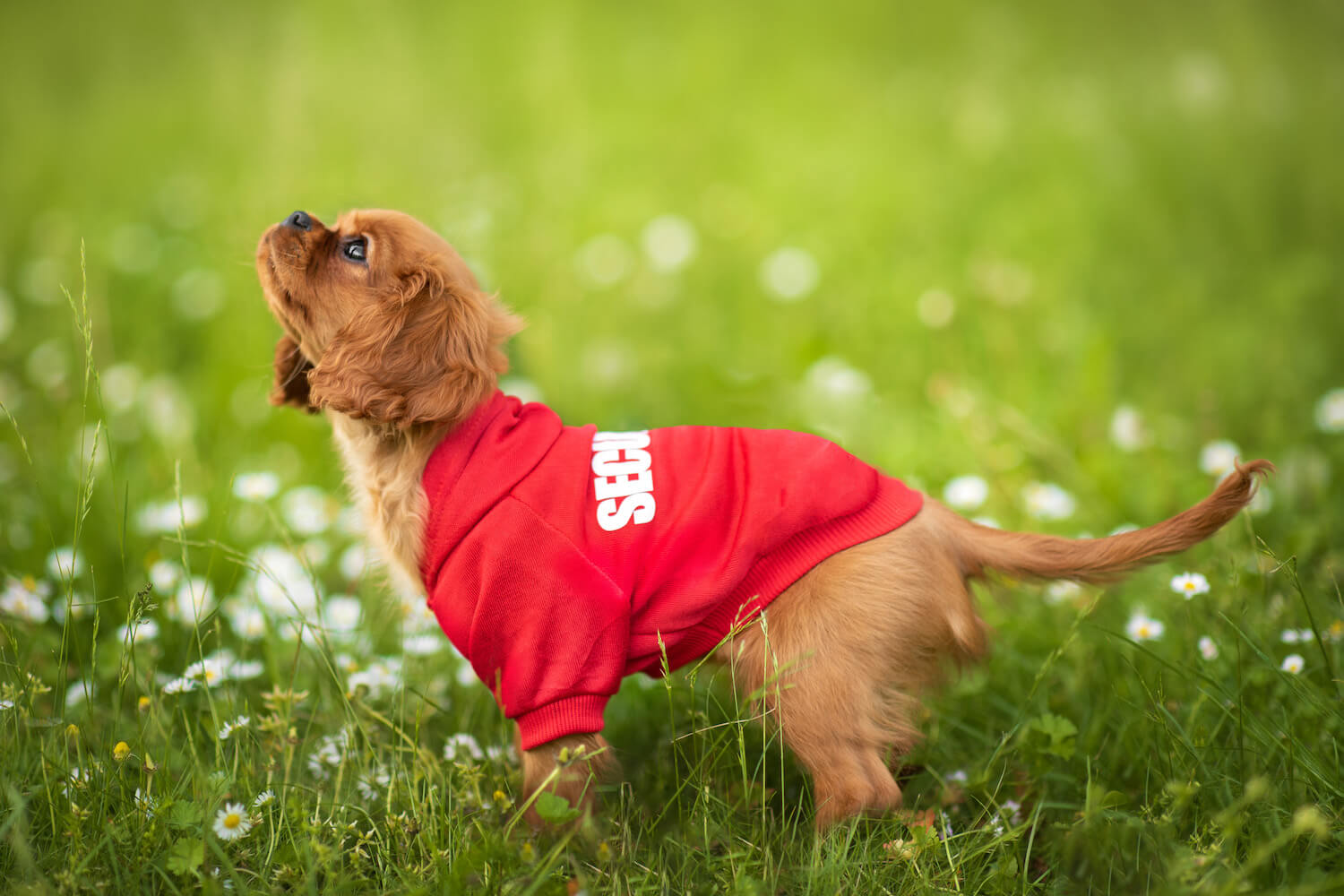 Vsepropejska Zagi sportovní mikina pro psa Barva: Červená, Délka zad (cm): 47, Obvod hrudníku: 58 - 64 cm