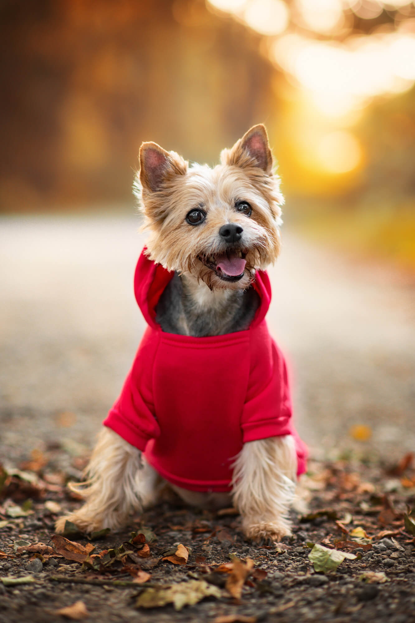 Vsepropejska Zigi mikina pro psa Barva: Červená, Délka zad (cm): 26, Obvod hrudníku: 38 - 42 cm