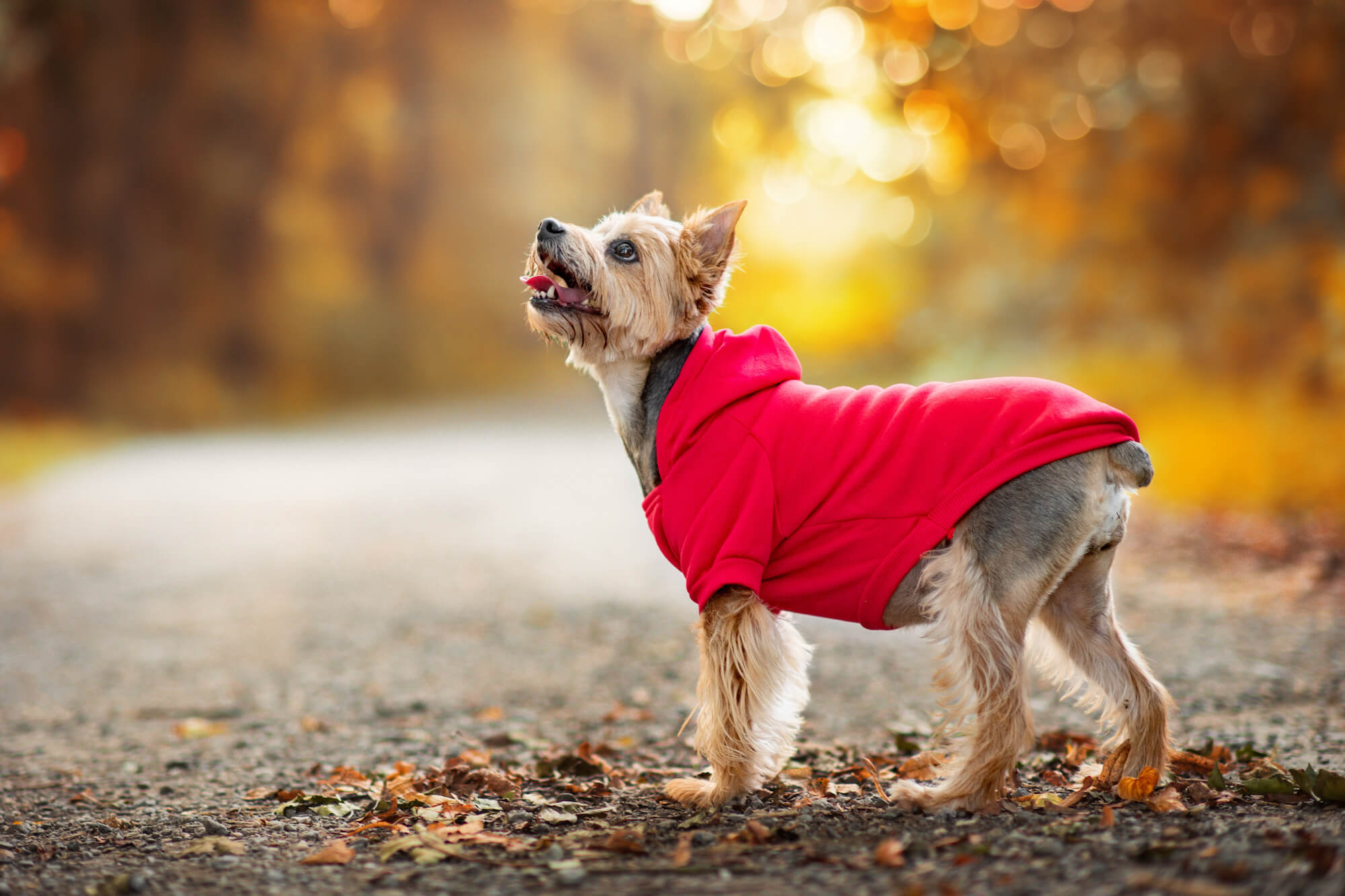 Vsepropejska Zigi mikina pro psa Barva: Červená, Délka zad (cm): 18, Obvod hrudníku: 30 - 34 cm