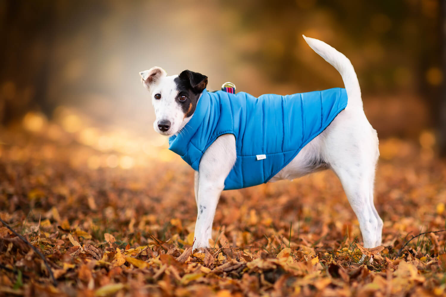 Levně Color-rainy obleček pro psa na zip Barva: Modrá, Délka zad (cm): 25, Obvod hrudníku: 31 - 34 cm