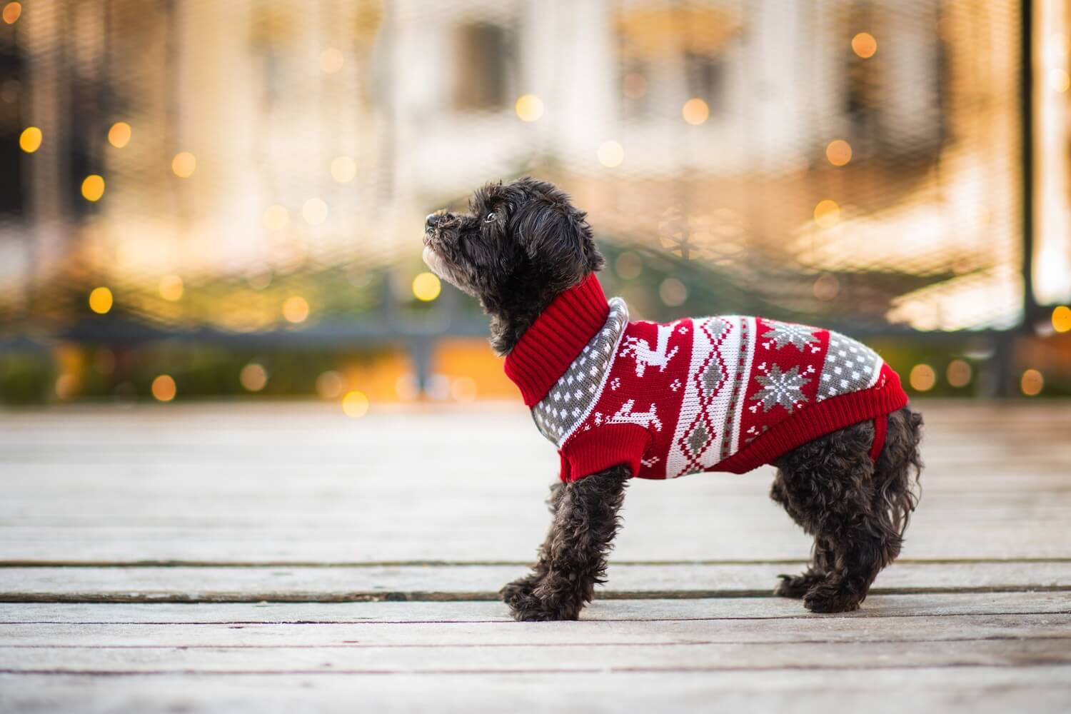 Vsepropejska Damián svetr pro psa Barva: Červená, Délka zad (cm): 35-37, Obvod hrudníku: 36 - 48 cm