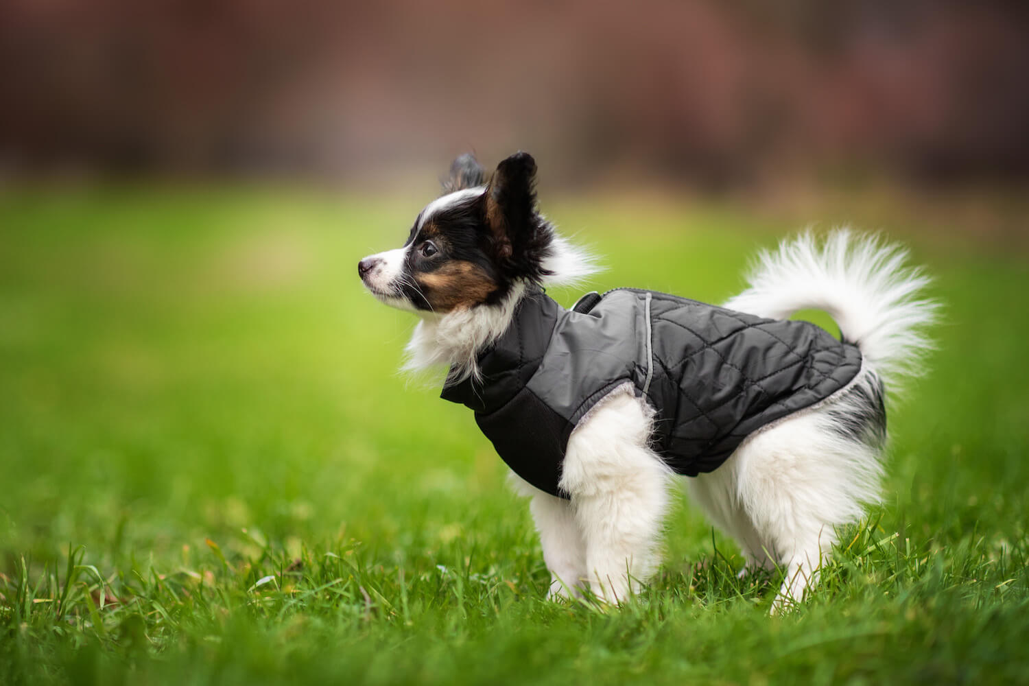 Vsepropejska Terenc obleček pro psa na zip Barva: Černá, Délka zad (cm): 35, Obvod hrudníku: 42 - 48 cm