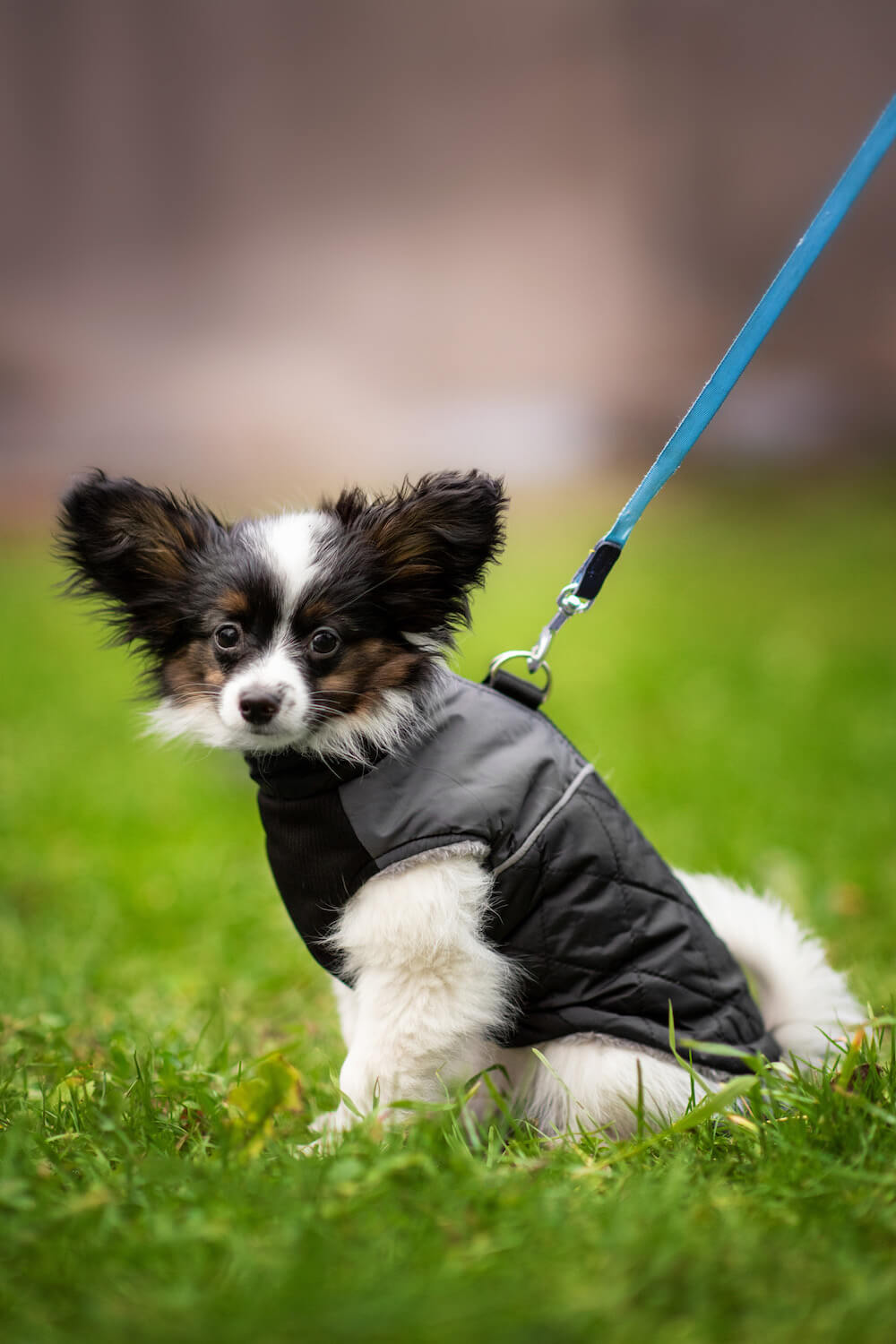 Levně Terenc obleček pro psa na zip Barva: Černá, Délka zad (cm): 26, Obvod hrudníku: 30 - 35 cm