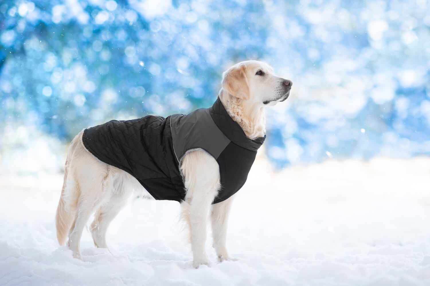 Levně Terenc obleček pro psa na zip Barva: Černá, Délka zad (cm): 57, Obvod hrudníku: 75 - 89 cm
