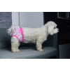 Lace růžové krajkové hárací kalhotky pro psa - vsepropejska.cz