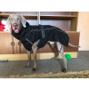 Pet&Posh outdoorová bunda pro psa - bundy pro psy - vsepropejska.cz