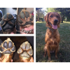 Paw Soother balzám na psí tlapky po - vsepropejska.cz