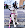 Retro vibes růžový postroj na venčení psa - vsepropejska.cz