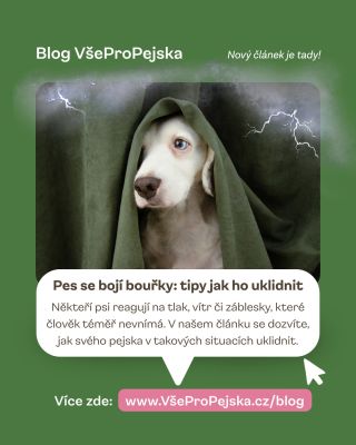 ⛈️🐶 Bouřka se blíží a pejsek už hledá, kam se schovat? Někteří psi reagují na hřmění, blesky a změny tlaku výrazným...