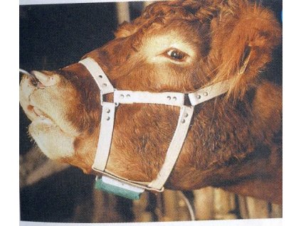 2004 byci ohlavka pro znaceni krav v riji