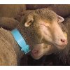 OVIBelt plastový krční řemen pro ovce a kozy 4x55cm (Varianta žlutá)