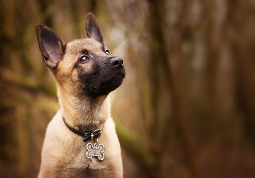 Požírání výkalů – Pomohou precizní mikroby?