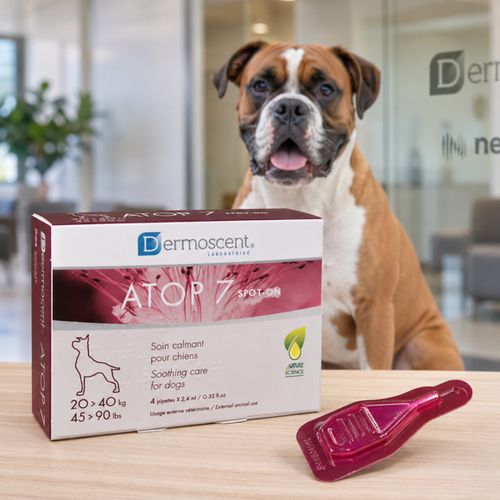 Atopická a alergická kůže u psů: příznaky, příčiny, predisponovaná plemena a možnosti péče