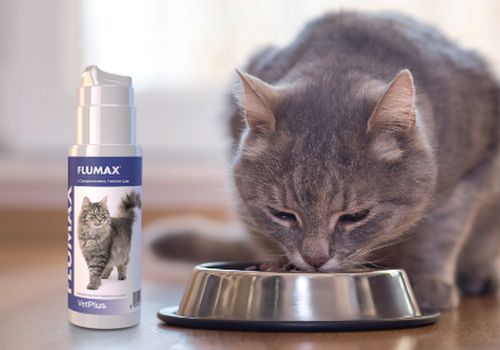 FLUMAX® – Komplexní podpora horních cest dýchacích u koček