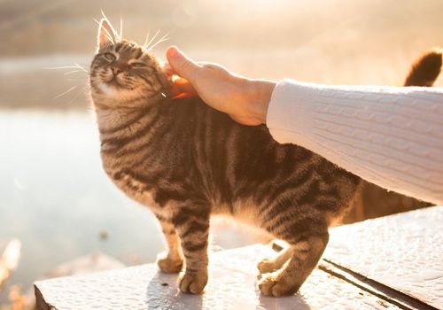 AKTIVAIT CAT® - Jak podpořit zdraví mozku u stárnoucí kočky