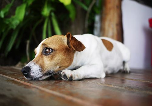 Také psi malých plemen mohou trpět řadou kloubních onemocnění