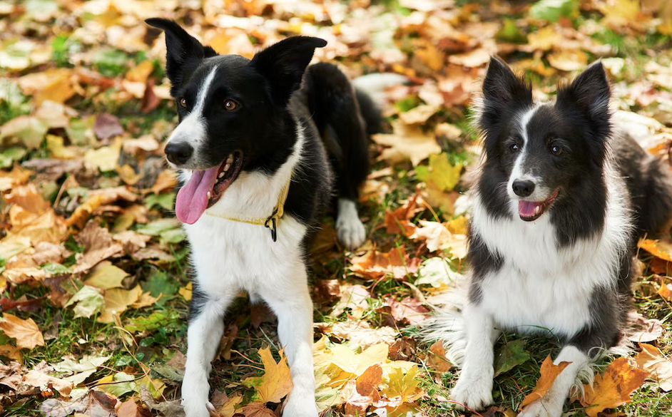 Lososový olej a jeho pozitivní efekty na zdraví psů