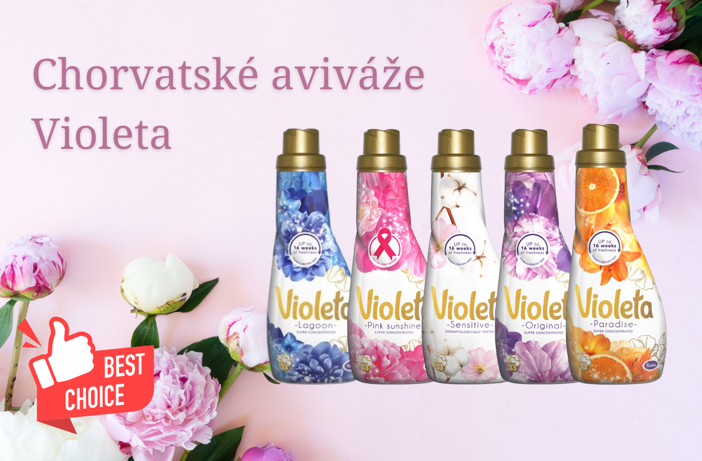 Chorvatské aviváže Violeta