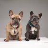 1 pet black beige 1404202515332361700