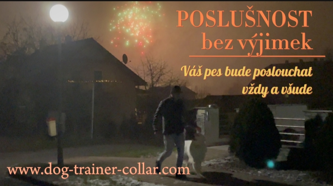 Trénujte svého psa s radostí i v nejtěžších podmínkách! 🐾