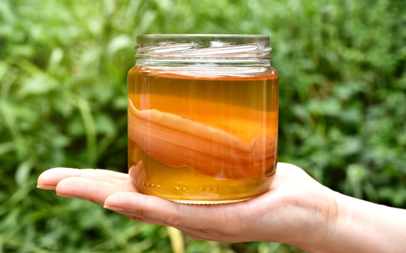 Kombucha SCOBY